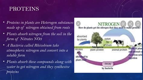 How plants synthesis food class 7 b.ed science.pptx