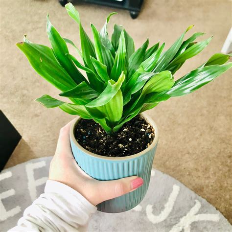 Black Spots on My Dracaena 'Janet Craig Compacta' Leaves