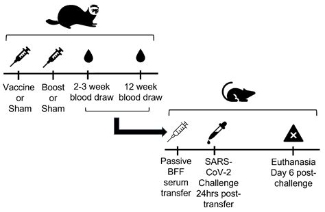 Immunogenicity, Safety, and Anti-Viral Efficacy of a Subunit SARS-CoV-2 ...
