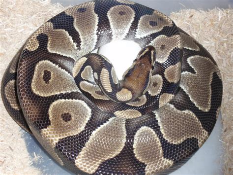 Image result for Ball Python Clutch