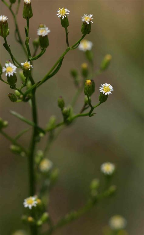 Conyza canadensis (Canadian horseweed) (Erigeron canadensis)