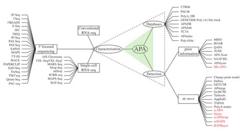 The Detection and Bioinformatic Analysis of Alternative 3′ UTR Isoforms ...