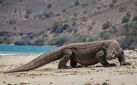 Download Komodo Dragon Pictures | Wallpapers.com