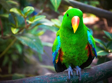 Image result for Parrot Search Algorithm