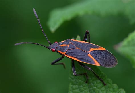 5 Proven Ways to Keep Boxelder Bugs Out of Your House This Fall