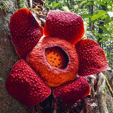 Rafflesia Arnoldii Fruit