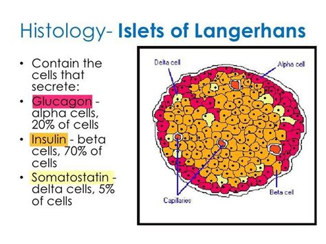 Image result for Beta Cell Structure
