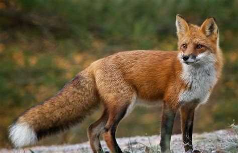 Fox Drawing for Kids 的图像结果