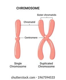 Image result for Chromosome Microarray Test