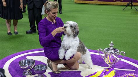 Buddy Holly, a petit basset griffon Vendéen, wins Best in Show at ...