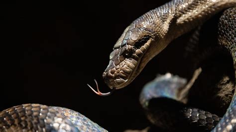 Python Snake Swallow 的图像结果