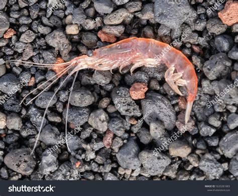 Antarctic Crustaceans