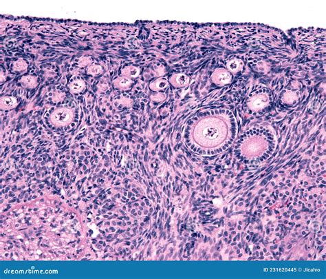 Ovarian cortex. Follicles stock illustration. Illustration of system - 231620445
