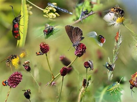 Image result for Bug or Insect