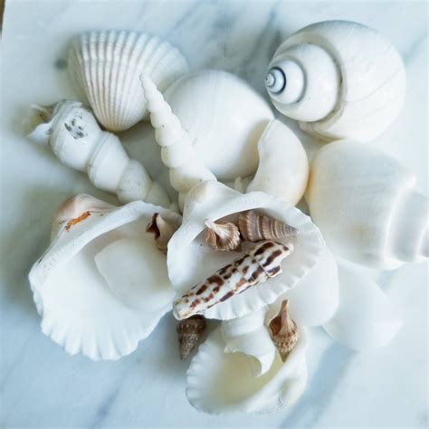 Sea Shell Collections 的图像结果