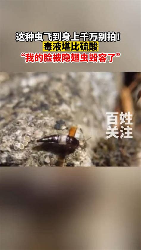 夏季遇见这六种虫子，千万别直接拍死-太原新闻网-太原日报社