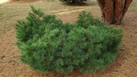 Pinus strobus 'R. E. L. No. 3' - R. E. L. No. 3 eastern white pine ...
