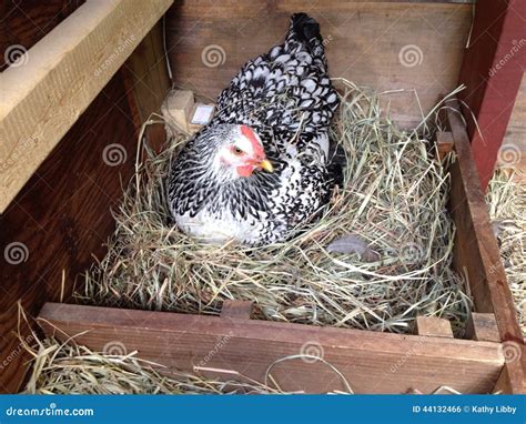 Chicken laying an egg stock photo. Image of nest, laying - 44132466