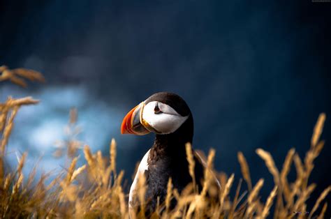 Animal 4K Wallpapers - Top Free Animal 4K Backgrounds - WallpaperAccess