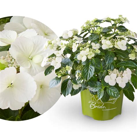 Image result for Runaway Bride Hortensie