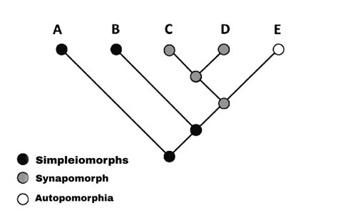 [Solved] What is the difference between synapomorphy and ...
