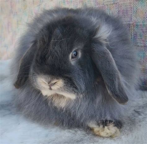 My American Fuzzy Lops - Sunrise Meadows Rabbitry