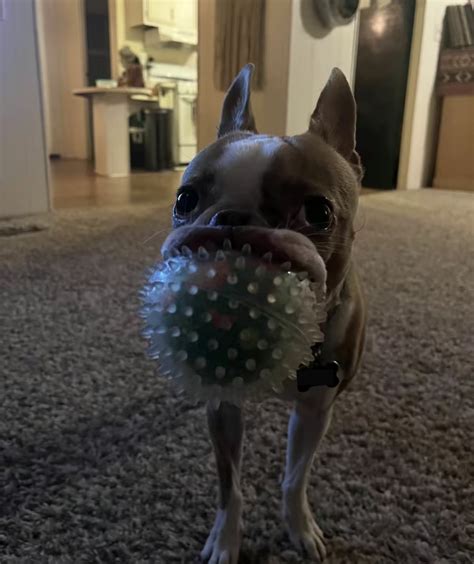 Discover 110 Goofy Ahh Creatures and funny animals ideas in 2025 | cute ...