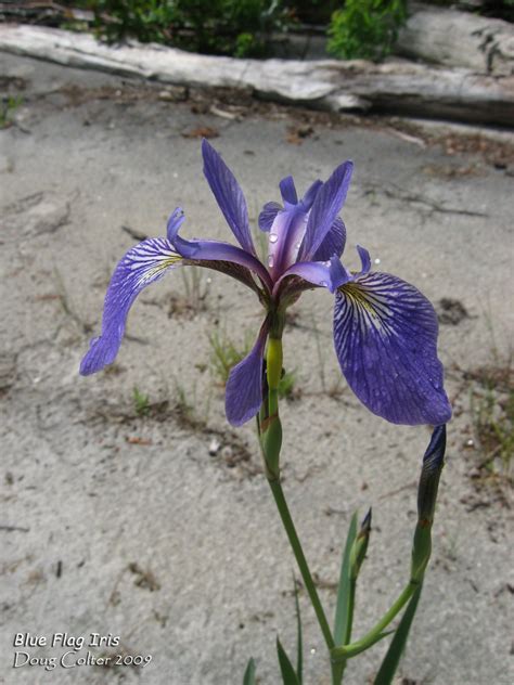 Quebec Plants Native at Molly Taveras blog