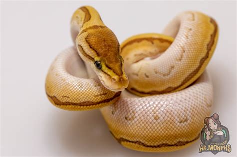 Image result for Lesser Ball Python
