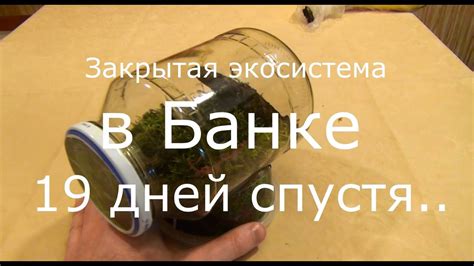 закрытая экосистема в банке а не в лампочке 19 дней спустя - YouTube