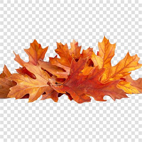 Bur oak leaves fall autumn illustrationon transparent background ...