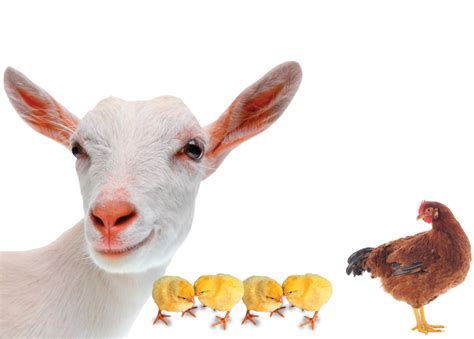 Give Animal Gifts - Holt International Gifts of Hope - Holt ...