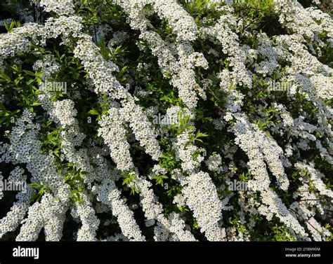 White small flowers of Thunberg spirea (Spiraea thunbergii) bush in ...