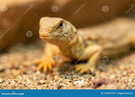 Uromastyx Princeps or Spiny-tailed Lizard Stock Image - Image of species, rocks: 142347279