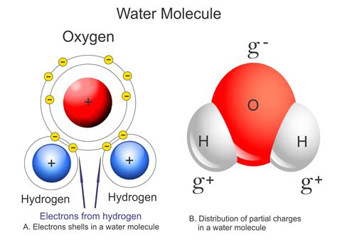 Draw A Water Molecule And Label The Partial Charges - Drawing.rjuuc.edu.np
