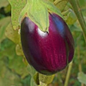 RecronSeed Deshi Gualbi Ravaiya -Surati Baingan, Thornless Shiny Purple ...