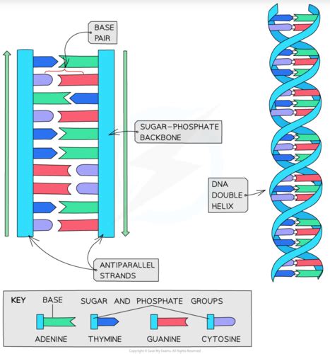 Image result for DNA Basics Explained