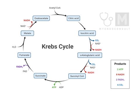 TCA Cycle – My Endo Consult