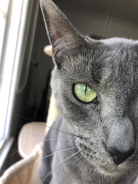 Is this black discharge coming from my cat's eye normal eye gunk or ...