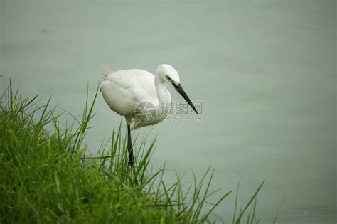 【白鹭是一首精巧的诗摄影图片】上海新江湾湿地生态摄影_太平洋电脑网摄影部落