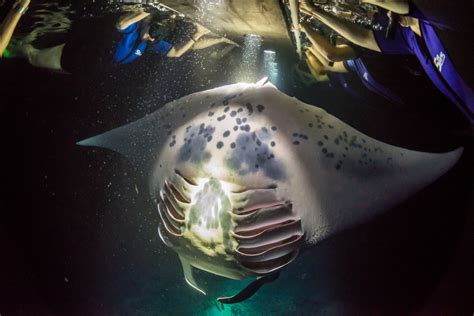 Manta Ray Snorkel | Coral Reef Adventures | Kailua Kona, HI