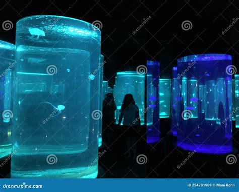 Jelly Fish stock image. Image of fish, medusa, informal - 254791909