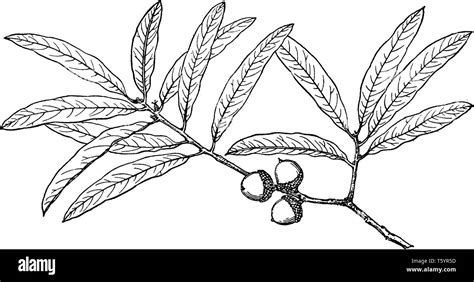 A picture showing branch of Willow Oak also known as Quercus Phellos ...