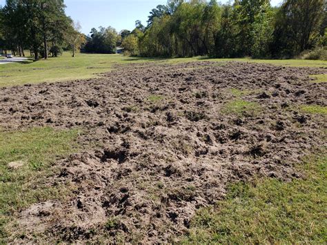 Wild Boar Hunting | Texas Wild Hog Control