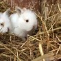 Image result for Food for Wild Baby Rabbits