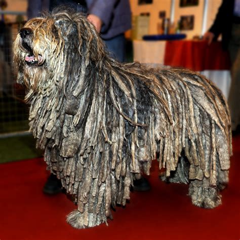 Bergamasco - The Dreadlocked Italian Sheepdog | Dogs