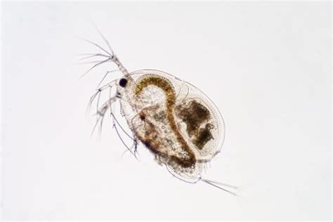 Water Fleas In Aquarium