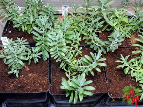 Can Lavender Grow Indoors? 7 Tips and Tricks For Beginners