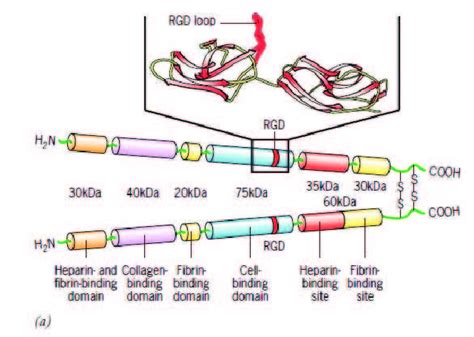 Image result for Fibronectin Medication