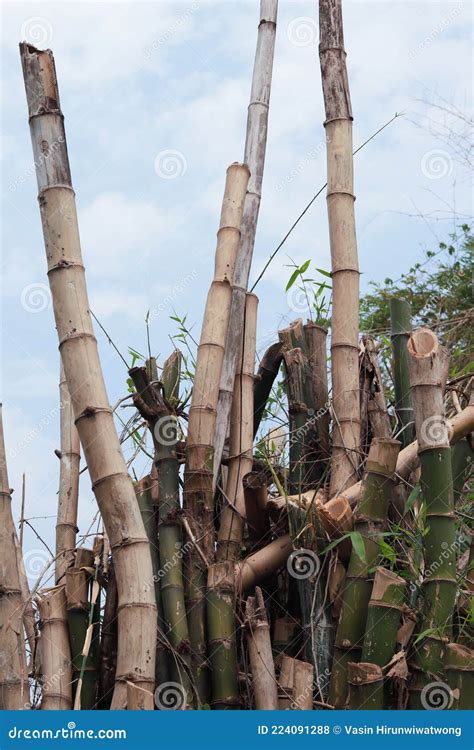 为了安全，小梁夫妇砍竹子做外架，这样的竹子太难砍了。 - YouTube